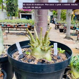 0110 25 Arabicum Pbn soco x pmk x mkmk Adulta