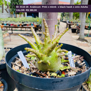 0110 26 Arabicum Pmk x mkmk x black hawk x onix Adulta