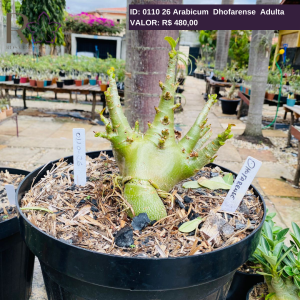 0110 26 Arabicum Dhofarense Adulta