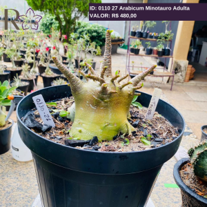 0110 27 Arabicum Minotauro Adulta