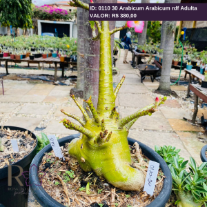 0110 30 Arabicum Arabicum rdf Adulta