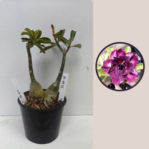 2709 52 lm 50 Gêmeas