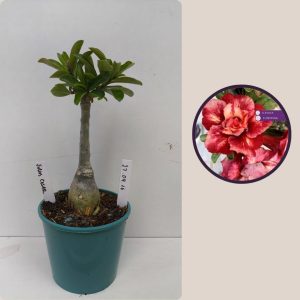 2709 16 julius cesar