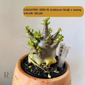 0810-15 Arabicum Godji x aueng
