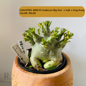 0810- 1 Arabicum Big Foot  X Hulk King Kong