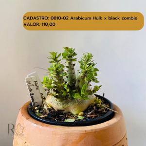 0810- 2 Arabicum Hulk X Black Zombie