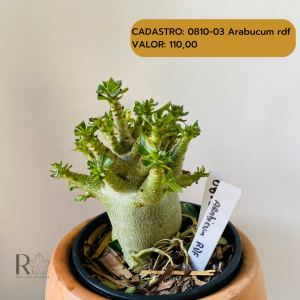 0810- 3 Arabicum Arabucum Rdf