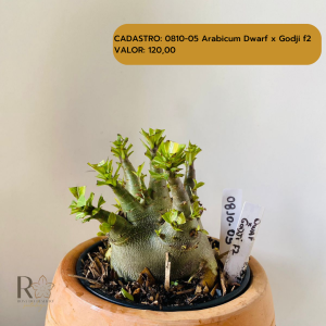 0810- 5 Arabicum Dwaf X Godji