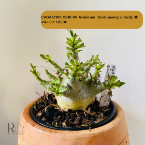 0810- 6 Arabicum Godji Aueng X Godji Dk