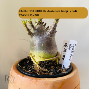 0810- 7 Arabicum Godji Pura X Kdk