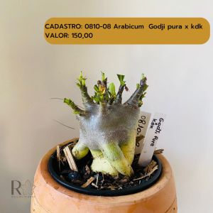 0810- 8 Arabicum Godji Pura X Kdk