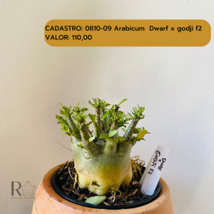 0810- 9 Arabicum Dwaf X Godj F2