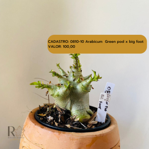 0810- 10 Arabicum Green Pod X Big Foot