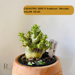 0810- 11 Arabicum Hercules