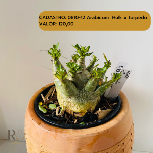 0810- 12 Arabicum Hulk X Torpedo