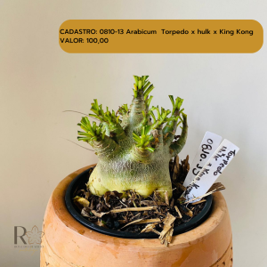 0810- 13 Arabicum Torpedo X Hulk X King Kong