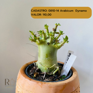 0810- 14 Arabicum Dynamo