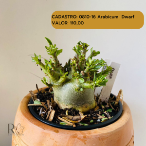 0810- 16 Arabicum Dwaf