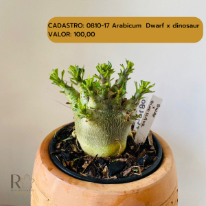 0810- 17 Arabicum Dwaf X Dinosaur