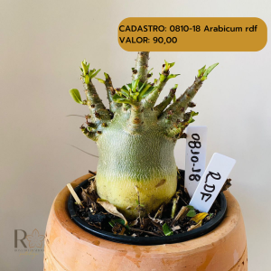 0810- 18 Arabicum Arabicum Rdf