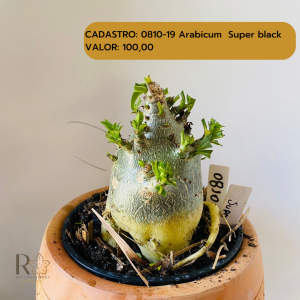 0810- 19 Arabicum Super Black