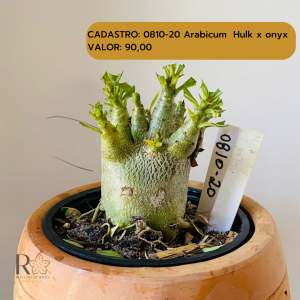 0810- 20 Arabicum Hulk X Onyx