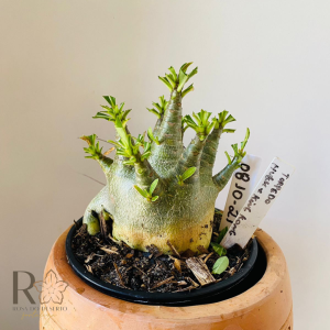 0810- 21 Arabicum Torpedo hulk x king Kong