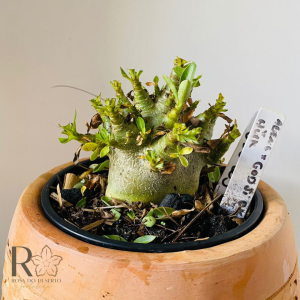 0810- 23 Arabicum Aueng x Godji dk x hulk