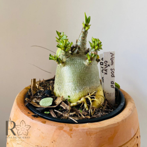 0810- 24 Arabicum Nom sod dd x onyx