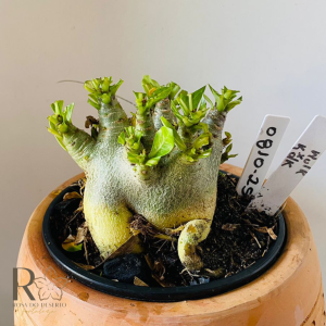 0810- 25 Arabicum Hulk x kdk