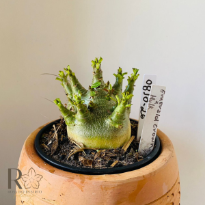 0810- 26 Arabicum Emerald crown x hulk