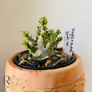 0810- 27 Arabicum Godji x aueng x godji dk