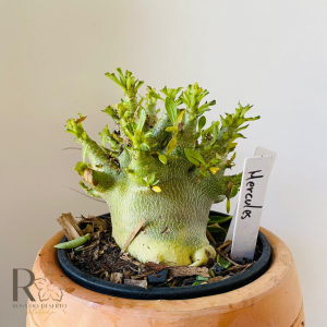 0810- 28 Arabicum Hercules