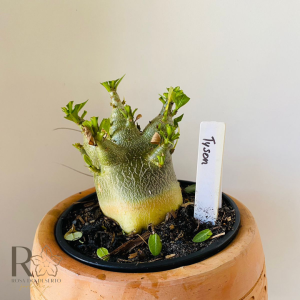 0810- 29 Arabicum Tyson