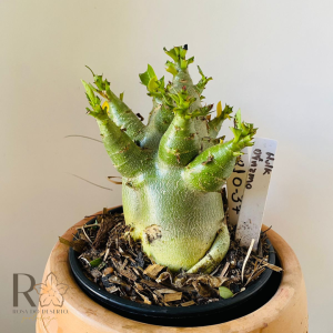 0810- 37 Arabicum Hulk x dinamo