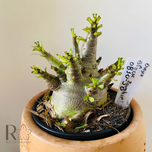 0810- 38 Arabicum Onyx x black zombie