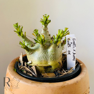 0810- 39 Arabicum Godji x aueng x Godji dk