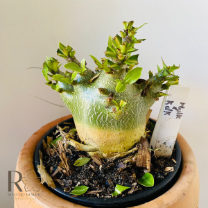 0810- 40 Arabicum Hulk x kdk