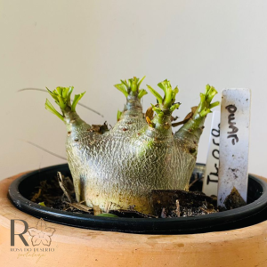 0810- 41 Arabicum Dwaf