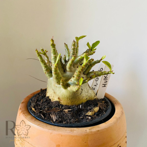 0810- 43 Arabicum Hulk