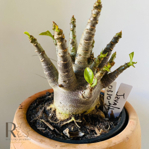 0810- 44 Arabicum Javali