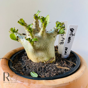 0810- 48 Arabicum Opitmus prime