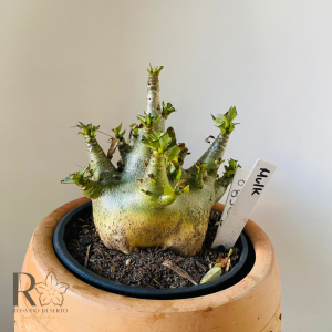 0810- 50 Arabicum Hulk