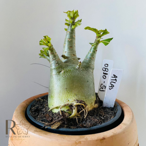 0810- 51 Arabicum Atlas