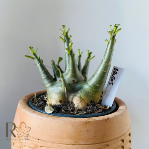 0810- 52 Arabicum Brutos Leilão