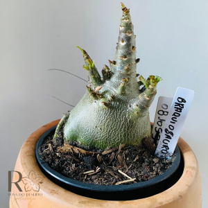 0810- 53 Arabicum Braquiosauro