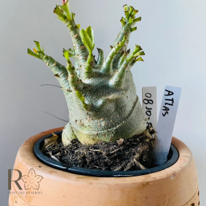 0810- 54 Arabicum Atlas