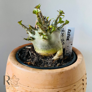 0810- 55 Arabicum Raptor