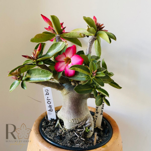 0910- 49 Arabicum Pmk X Mkmk X Black Hawk X Onyx