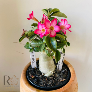 0910- 50 Arabicum Pmk X Mkmk X Black Hawk X Onyx